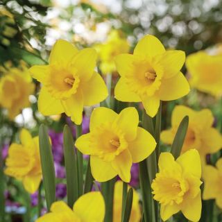 Giant Yellow Trumpet Daffodil Thumbnail